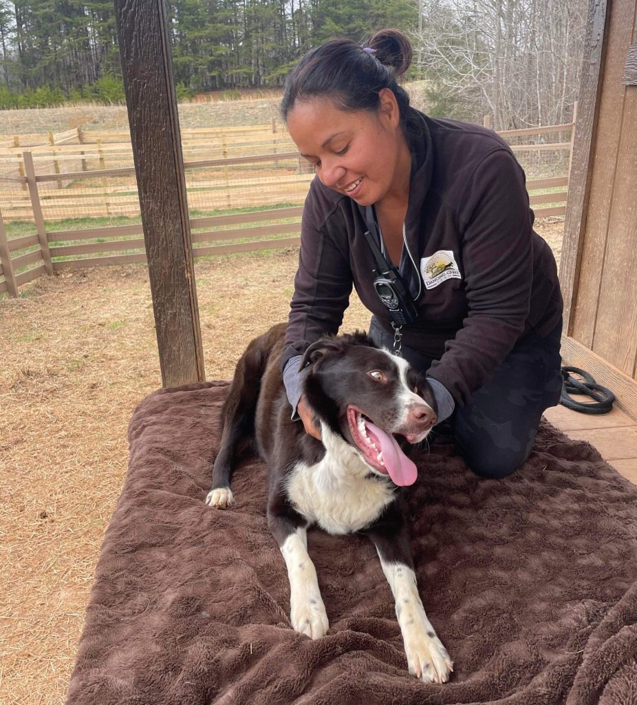 Short And Long Term Dog Boarding Danville Virginia Dancing Creek Farm