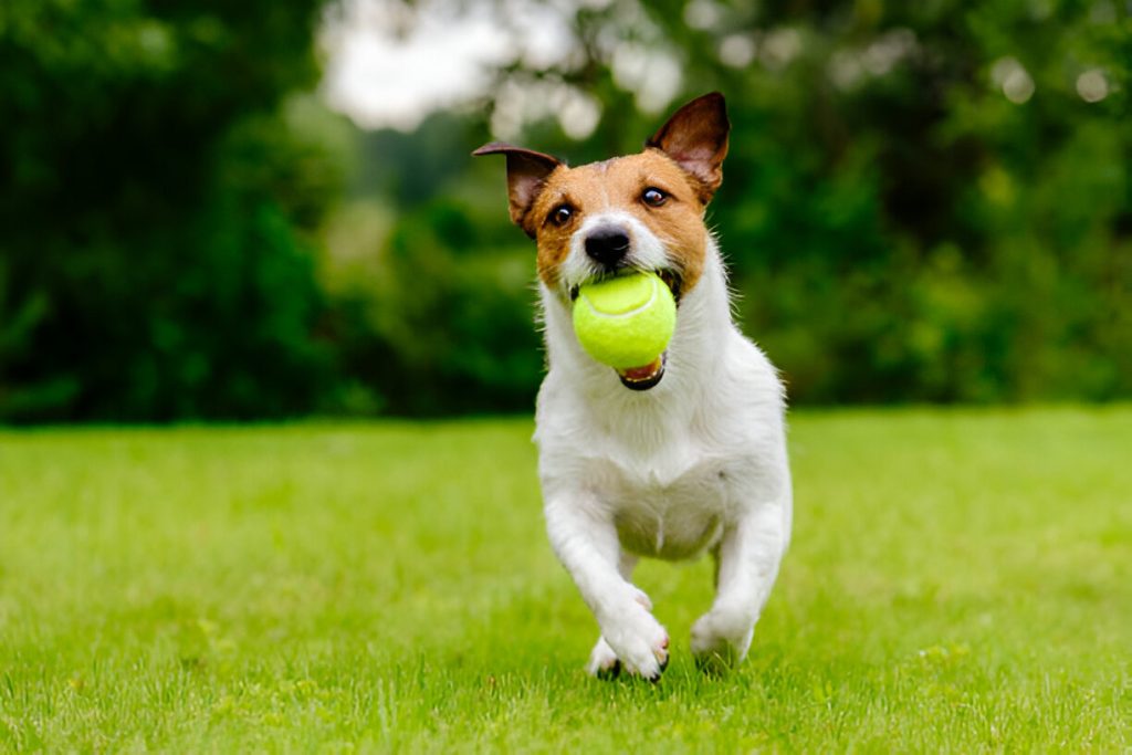 #1 NVA Dog Training in Virginia