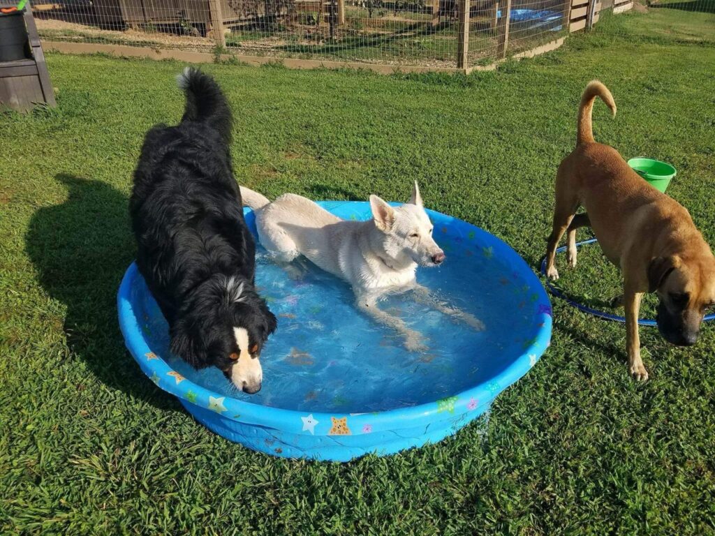 long term dog boarding