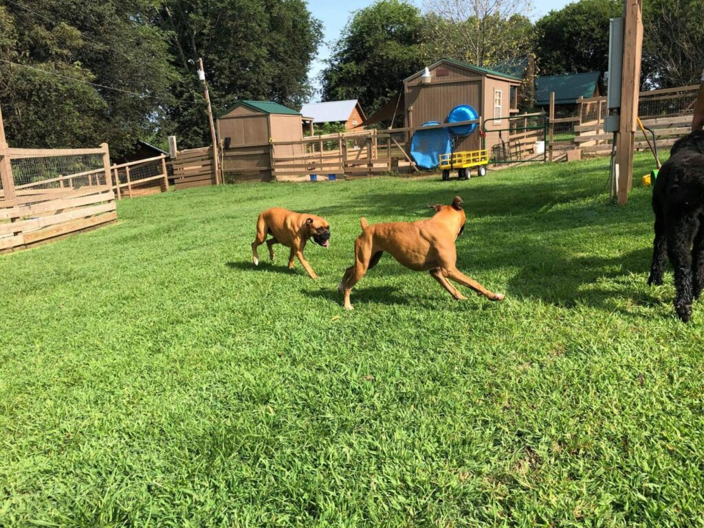 Short Term Dog Boarding in Danville, VA