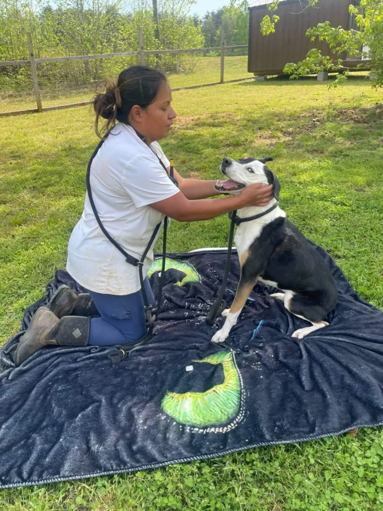 Long Term Dog Boarding In Virgina