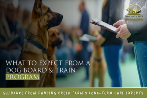 board and train program