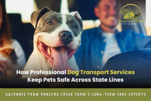 professional dog transport services