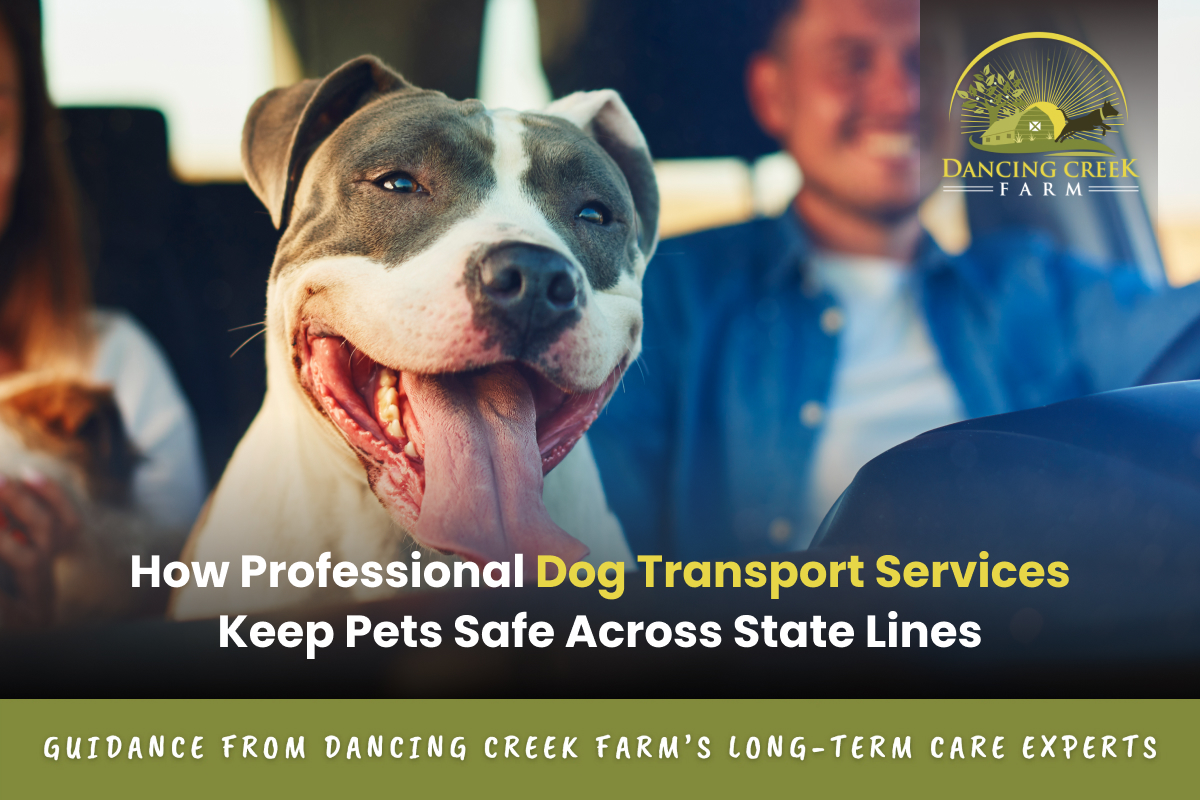 professional dog transport services