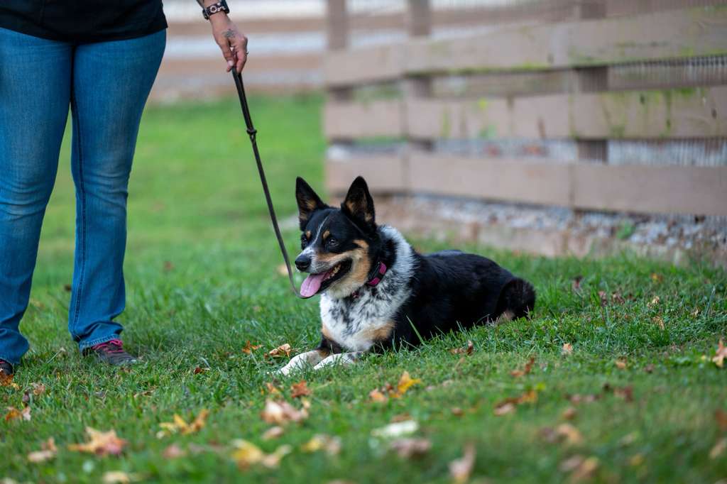 Planning ahead for your dog's future