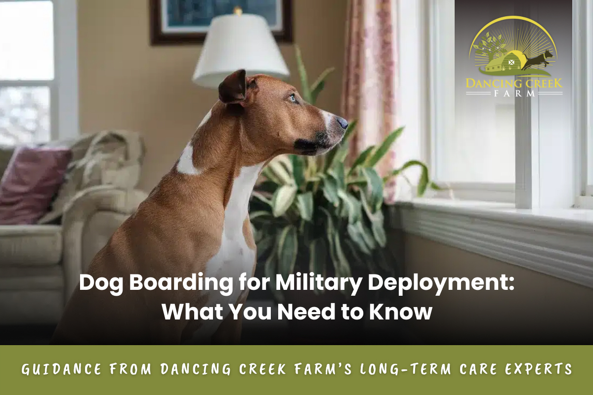 military dog boarding