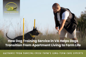 Dog Training Service in VA