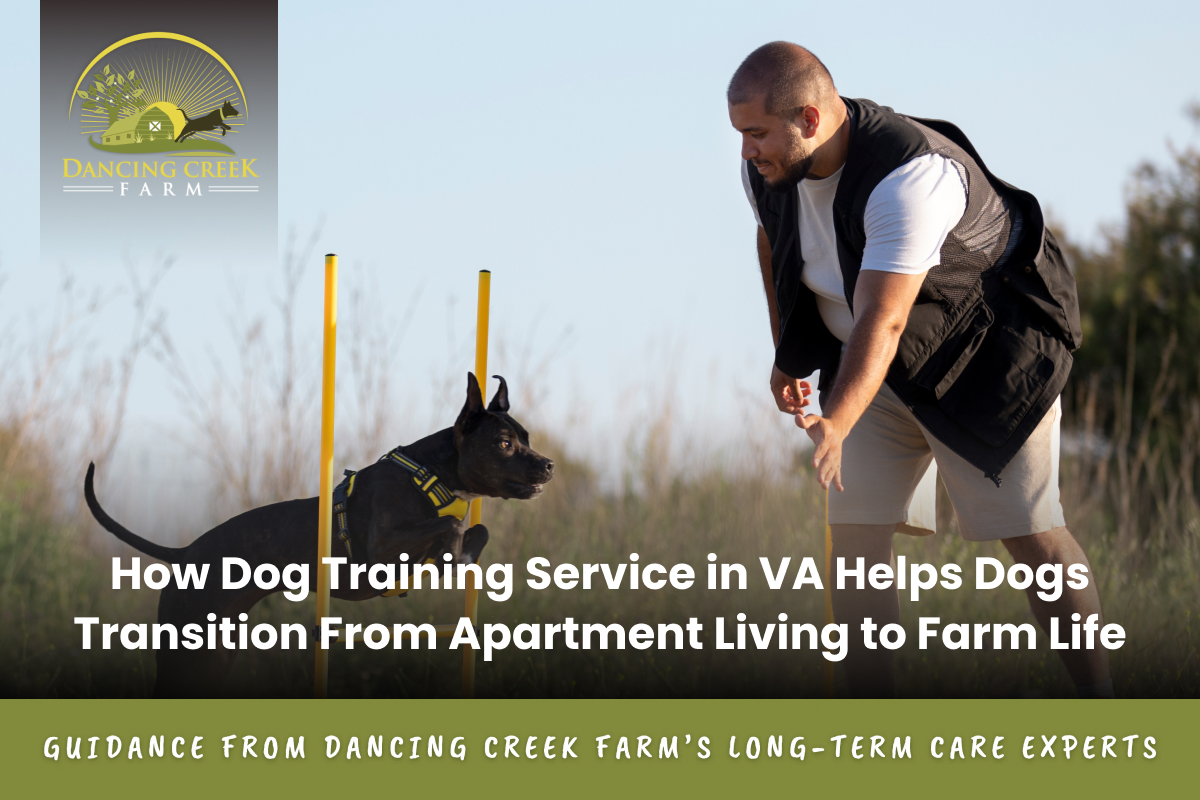 Dog Training Service in VA