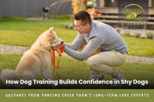 Dog Training Service in VA