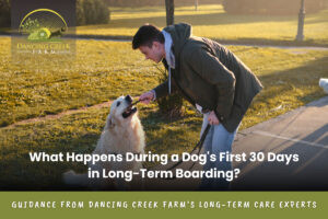 Long Term Dog Boarding