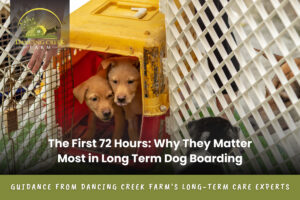Long Term Dog Boarding
