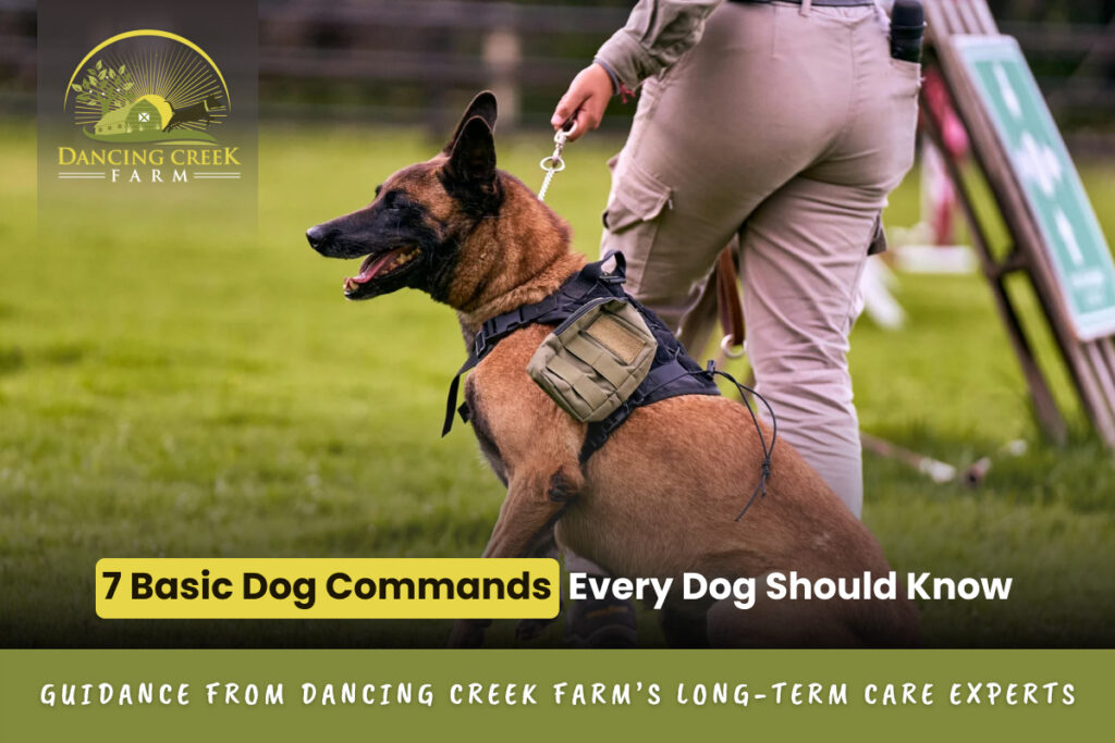 basic dog commands