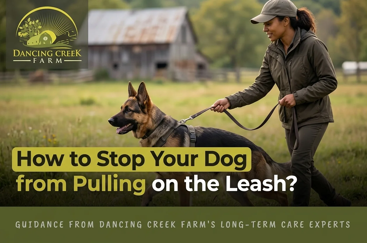 How to stop your dog from pulling on the leash